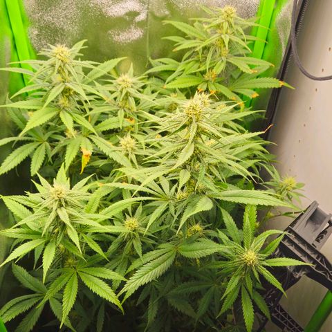 Foto 1 del growlog de Special Queen #1