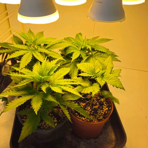 Durban Poison growlog timeline photo