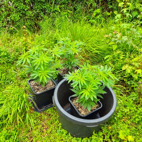 Durban Poison growlog timeline photo