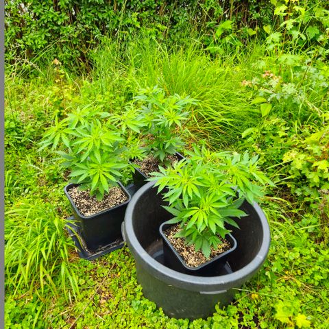 Durban Poison growlog timeline photo