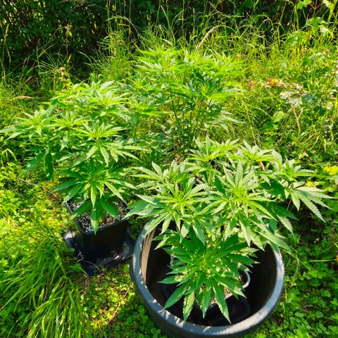 Durban Poison growlog timeline photo