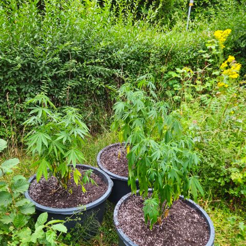 Durban Poison growlog timeline photo