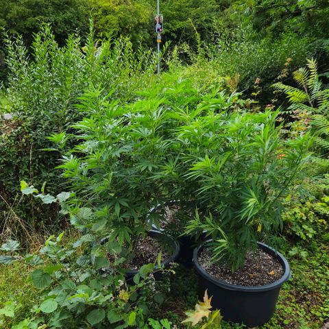 Durban Poison growlog timeline photo