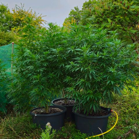 Durban Poison growlog timeline photo