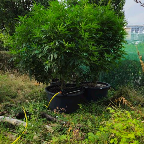 Durban Poison growlog timeline photo