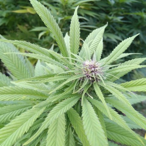 Durban Poison growlog timeline photo