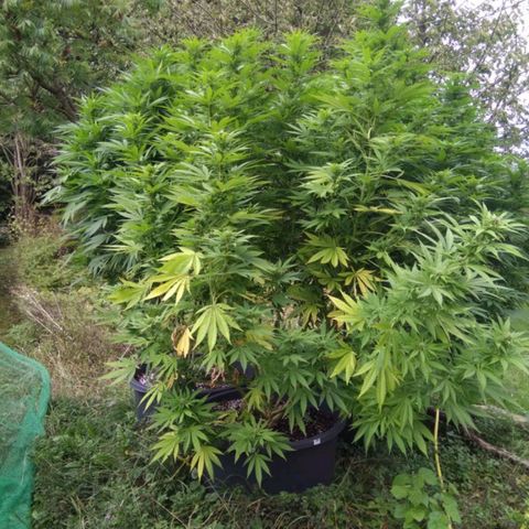 Durban Poison growlog timeline photo