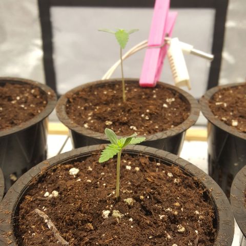 CUMBIA growlog photo: Cotiledones en adoración.