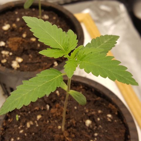CUMBIA growlog photo: Ph: 6.0
Ec: 0.49