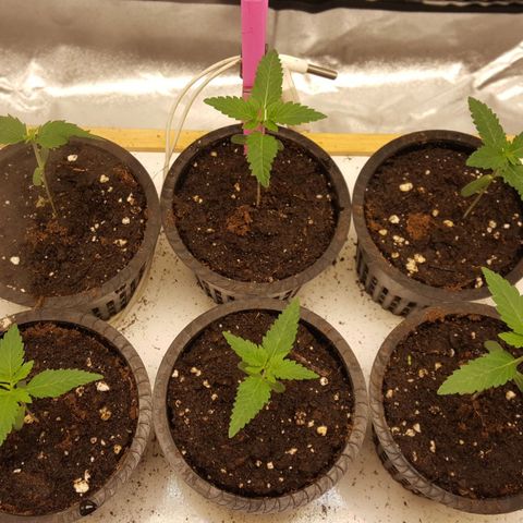 CUMBIA growlog photo: Ph: 6.0
Ec: 0.49