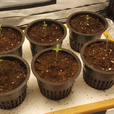 CUMBIA growlog timeline photo