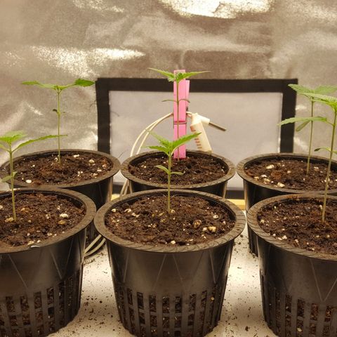 CUMBIA growlog photo: Ph: 6.0
Ec: 0.49