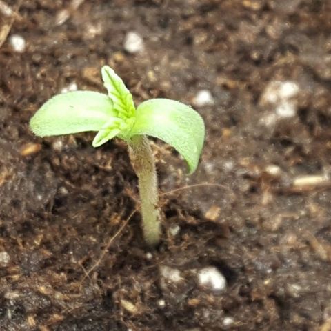 CUMBIA growlog photo: Vigorosidad 100%