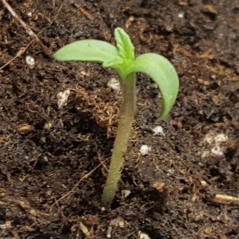 CUMBIA growlog photo: Vigorosidad 100%