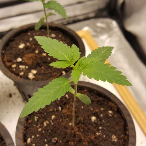 CUMBIA growlog timeline photo