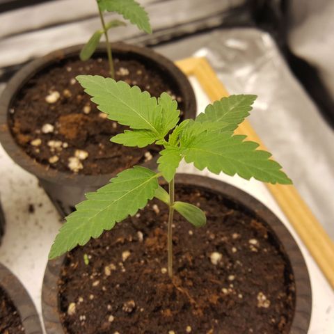 CUMBIA growlog timeline photo