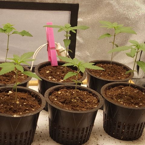 CUMBIA growlog timeline photo