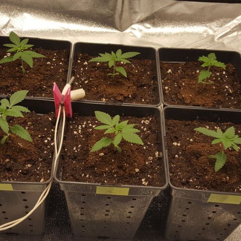 CUMBIA growlog timeline photo