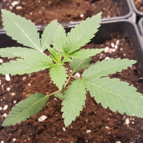 CUMBIA growlog timeline photo