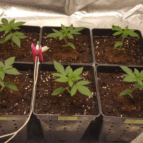 CUMBIA growlog timeline photo