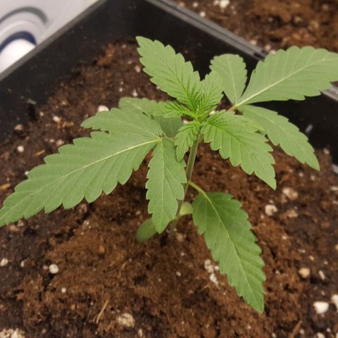 CUMBIA growlog timeline photo