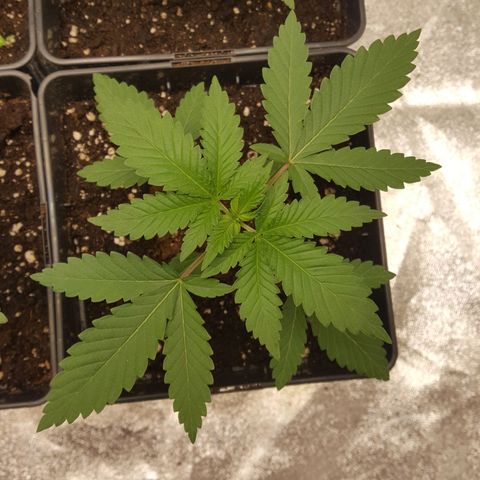 CUMBIA growlog photo: Raíces saliendo de la maceta