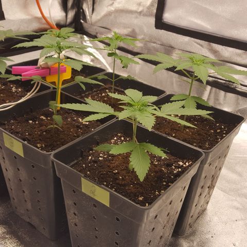 CUMBIA growlog photo: Raíces saliendo de la maceta
