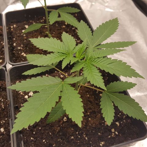 CUMBIA growlog timeline photo
