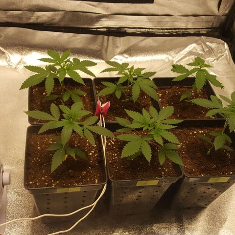 CUMBIA growlog photo: Raíces saliendo de la maceta
