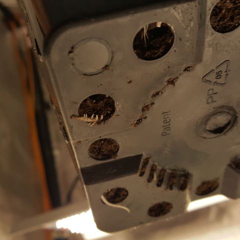 CUMBIA growlog photo: Se ve un buen sistema radicular.