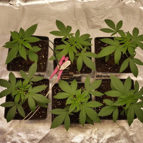 CUMBIA growlog photo: Se ve un buen sistema radicular.