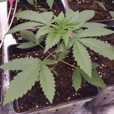 CUMBIA growlog timeline photo