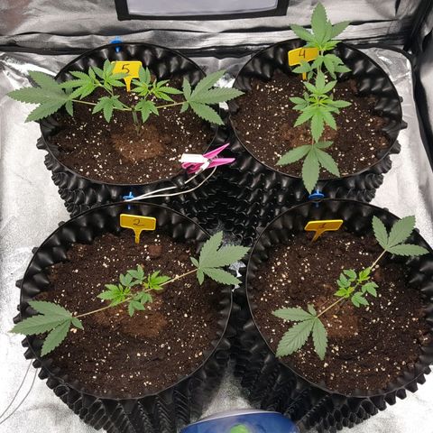 CUMBIA growlog timeline photo