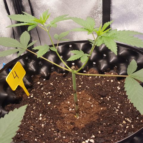 CUMBIA growlog timeline photo