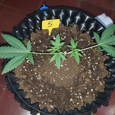 CUMBIA growlog timeline photo