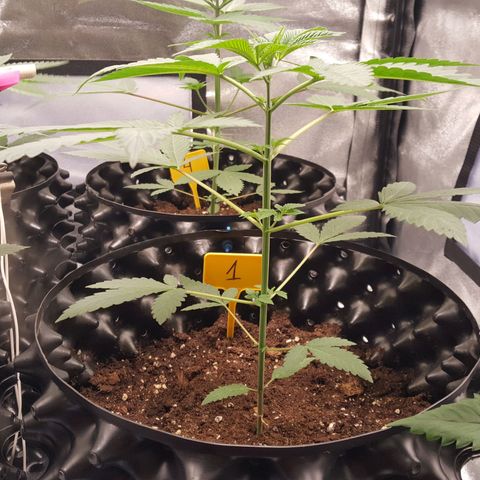 CUMBIA growlog timeline photo