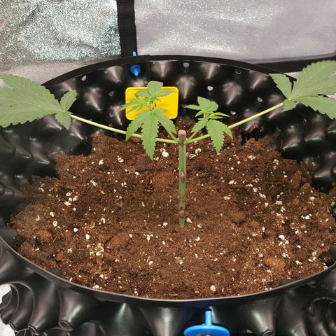 CUMBIA growlog timeline photo