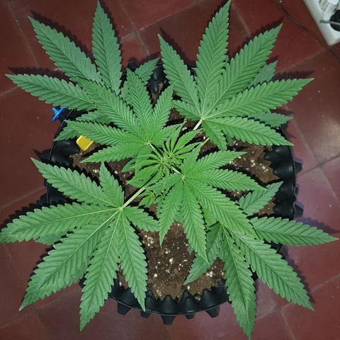 CUMBIA growlog timeline photo