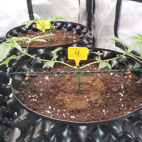 CUMBIA growlog timeline photo