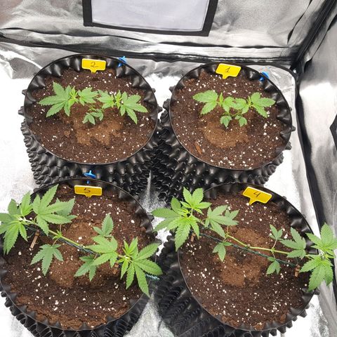 CUMBIA growlog timeline photo