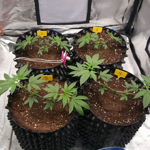CUMBIA growlog timeline photo