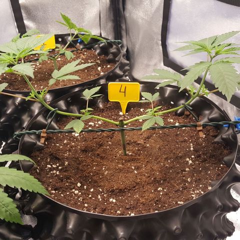CUMBIA growlog timeline photo