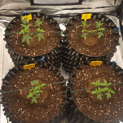 CUMBIA growlog photo: Post poda