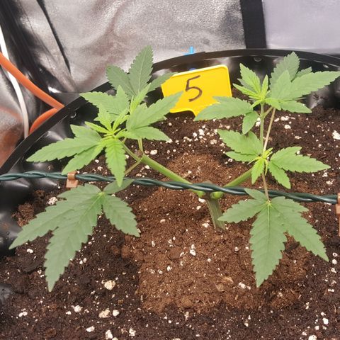 CUMBIA growlog timeline photo