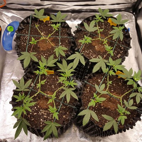 CUMBIA growlog timeline photo