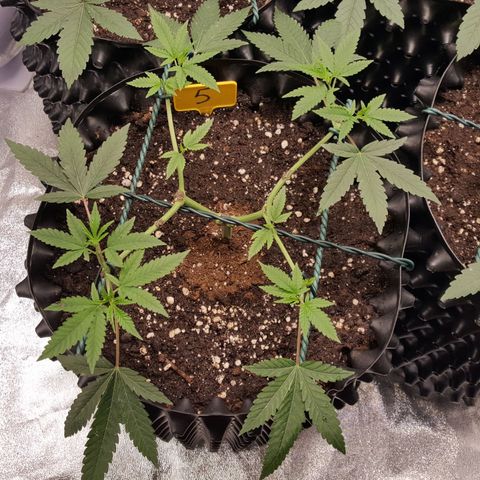 CUMBIA growlog timeline photo