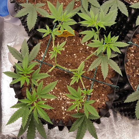 CUMBIA growlog timeline photo