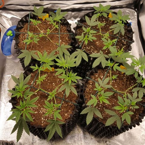 CUMBIA growlog timeline photo