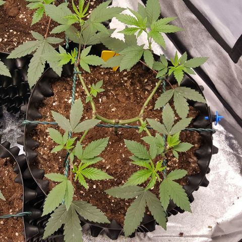 CUMBIA growlog timeline photo