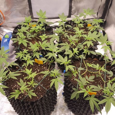 CUMBIA growlog timeline photo